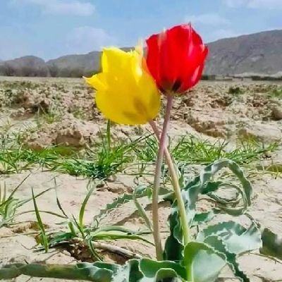 کیا لطف انجمن کا جب دل ہی بجھ گیا ہو💔۔۔۔۔۔۔۔۔۔۔۔۔۔۔۔۔۔۔۔۔۔۔
جریح 💔 القلب
