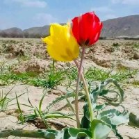 abdullahsasoli (@abdullahsa38851) 's Twitter Profile