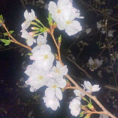 cute_SSS_cool's profile picture. 🐉龍宮城🐉 【伍寄り城】 25↑ 秋ツ横浜/東京 バズリズム アリーナ参戦予定🫶🏻 無言フォロー失礼します🙇🏻‍♀️💜