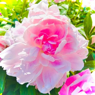 うたねさんのプロフィール画像