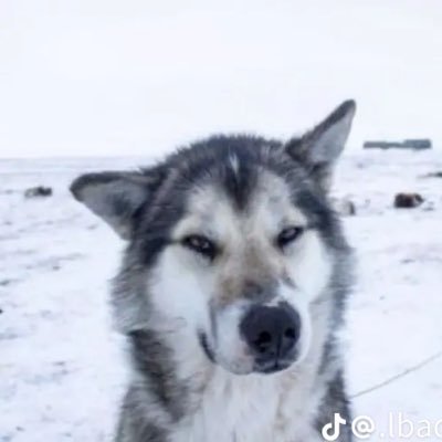 Molezinif's profile picture. whatever happens, happens