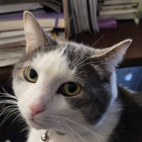 Brenda Wood (@roonerable) 's Twitter Profile