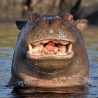 Hippo-Critical || THE PITT AGENDA (@blessedsouthpaw) 's Twitter Profile