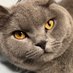 遊猫 (@cameranoneko) Twitter profile photo 遊猫 (@cameranoneko) Twitter profile photo