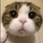 だむ (@damudamudayoo) 's Twitter Profile
