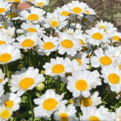 Ryo_1107_1231's profile picture. 棚橋弘至選手❤️大岩陵平選手🧡タイチ選手💜TMDK💥初心者です📷🔰