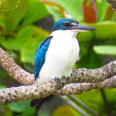 manshin_third's profile picture. QU M1 特技は誤同定と見逃し