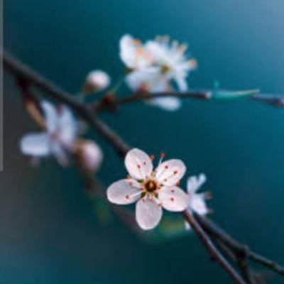 معلم
کارشناس ارشد تاریخ اسلام 📚
مشغول پژوهش در حوزه زنان و زیست عفیفانه 🌱