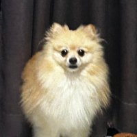 araija (@k_kxninq) 's Twitter Profile