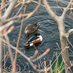 はる🦆 (@tobenai_camo) Twitter profile photo はる🦆 (@tobenai_camo) Twitter profile photo