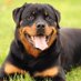 petdogsservice (@petdogsser64869) Twitter profile photo petdogsservice (@petdogsser64869) Twitter profile photo