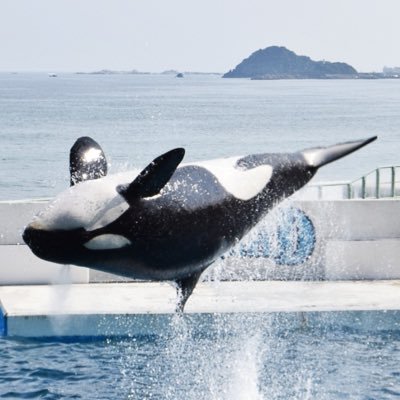 hirotadakujira's profile picture. サブひろただ  自然が教科書