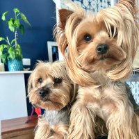Suzanne Lane (@suzannelane5309) 's Twitter Profile Photo Suzanne Lane (@suzannelane5309) 's Twitter Profile Photo
