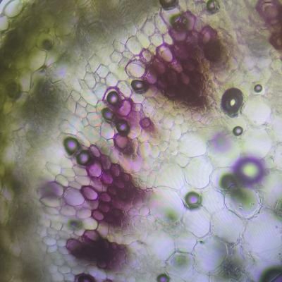 plantrlife's profile picture. 