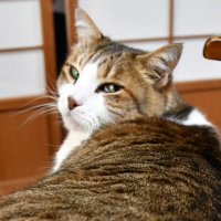 ぷ (@reborn_puchino) 's Twitter Profile