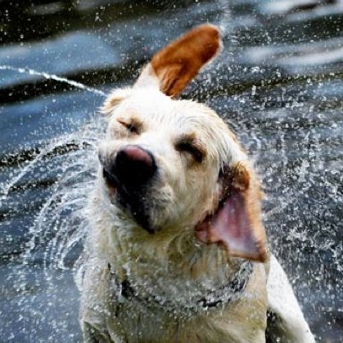 see_dog_cap's profile picture. 