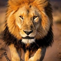 Msedes10 (@gmwily85) 's Twitter Profile