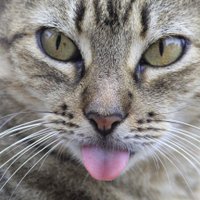 Orlando AX (@orlandoaxo) 's Twitter Profile Photo