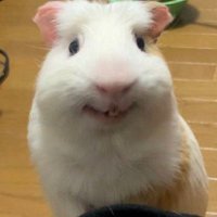 퍼더 (@grape_po_) 's Twitter Profile