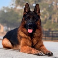 GSD Lovers Club (@gsd_loversclub) 's Twitter Profile