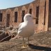 Arturo Gabbiano (@siamo_altrove) Twitter profile photo Arturo Gabbiano (@siamo_altrove) Twitter profile photo