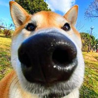 Coda (@coda_soda_) 's Twitter Profile Photo Coda (@coda_soda_) 's Twitter Profile Photo