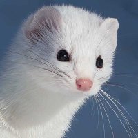 White Stoat (@ermine_70) Twitter profile photo
