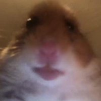 hope hopes hoping (@hopes_revenge) 's Twitter Profile Photo hope hopes hoping (@hopes_revenge) 's Twitter Profile Photo