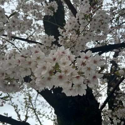 EzsmeTl's profile picture. 