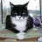 GatoAntifas's profile image
