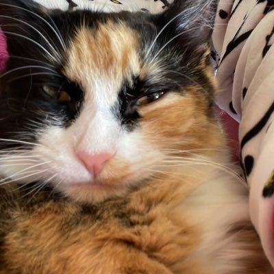 yiddleshimari's profile picture. hi :3