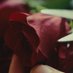 Pentimento - Short Film (@pentimentofilm) Twitter profile photo Pentimento - Short Film (@pentimentofilm) Twitter profile photo