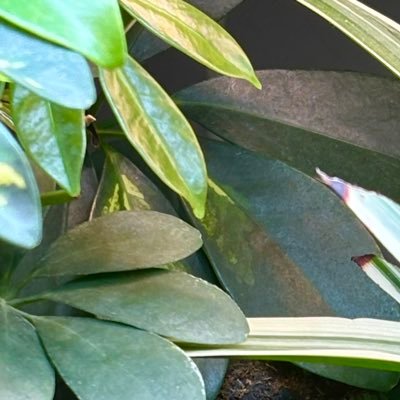 virtualhimbo's profile picture. Living life in the ass lane