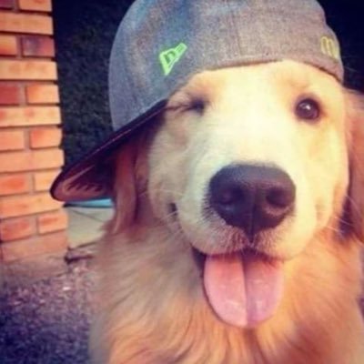 tsluque's profile picture. Professional lovebomber. Hater.