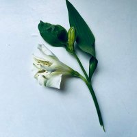 Bruzzone (@elbruzzone) 's Twitter Profile