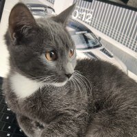 Kaoticcc (@kaoticcc1) 's Twitter Profile