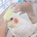 オカメのれいちゃん (@reichansuki0320) Twitter profile photo オカメのれいちゃん (@reichansuki0320) Twitter profile photo