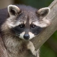 TexugoSideral (@texugosideral) 's Twitter Profile