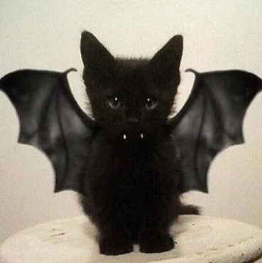 amobebersangue's profile picture. miauuuuu miauuuuuu