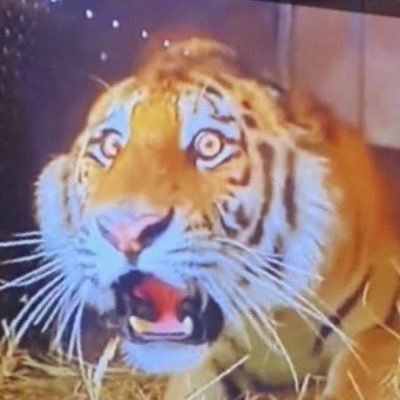 Paulina_Wh0's profile picture. 