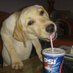 cassie (@pepsidogonline) Twitter profile photo cassie (@pepsidogonline) Twitter profile photo