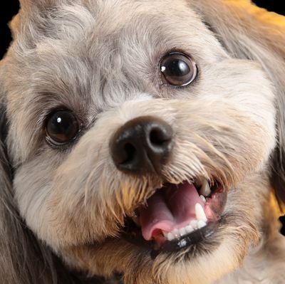 LMcXYmWfHoS8l5Y's profile picture. わんこ好きです
あつ森
たまごっちにハマってます