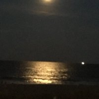 wolfawn (@wolfawn) 's Twitter Profile