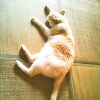 ナナエさんのプロフィール画像