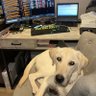 bondpooch's profile picture. not a bot, not a dog. fixed income manger (views are my own, not financial advice)