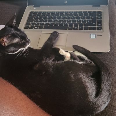 The_lonewolfyy's profile picture. #SonicBRUH  $BRUH🥷🐺