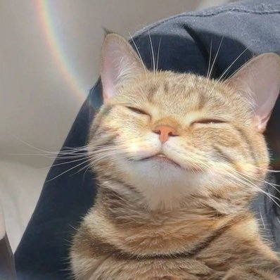 RLang9538's profile picture. ชอบดูรูปแมว หมา สัตว์เลี้ยงน่ารัก อาจจะมีหงี่บ้างดูไว้ระบายน้ำ #คนไทยในไต้หวัน