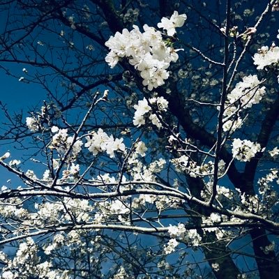 sakuma2317's profile picture. 成人済・見る専／2次ジャンル雑多／かわいいもの好き🧸🎀