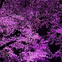 あい (@1icftdcvf0qpfqa) 's Twitter Profile