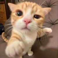 Mr. Cat (@youqudemaotou) Twitter profile photo